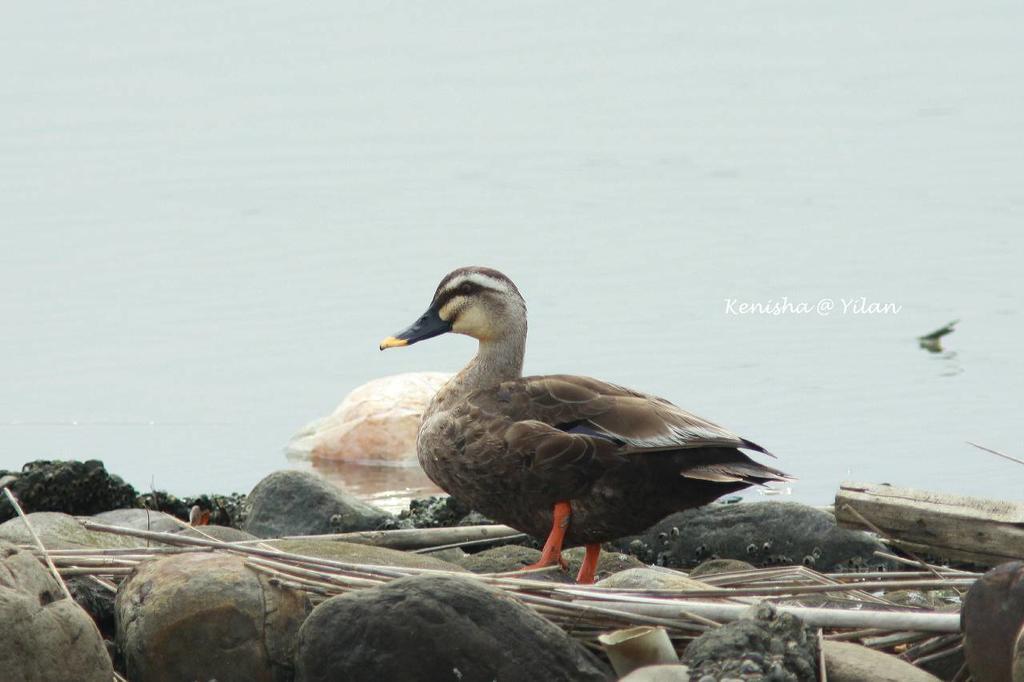 Water Bird Family Apartment Toucheng Exterior photo